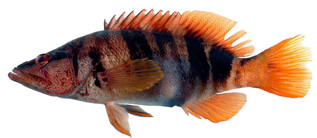 Serranus scriba_002